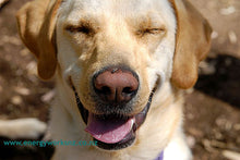 Load image into Gallery viewer, Animal Stress blend 25ml