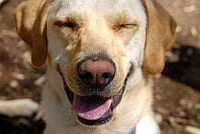 Load image into Gallery viewer, Animal Healing session  - Distantly