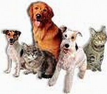 Load image into Gallery viewer, Animal Stress blend 25ml