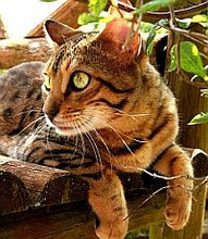 Load image into Gallery viewer, Animal Healing session  - Distantly
