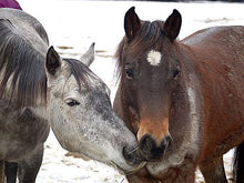 Load image into Gallery viewer, Animal Stress blend 25ml