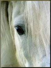 Load image into Gallery viewer, Equine Stress blend 25ml